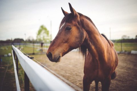 Rendez-vous Proch’Orientation : les métiers du cheval 6