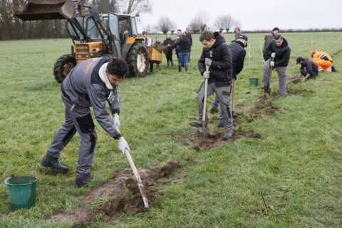 Dans l'Avesnois, on restaure le bocage 1